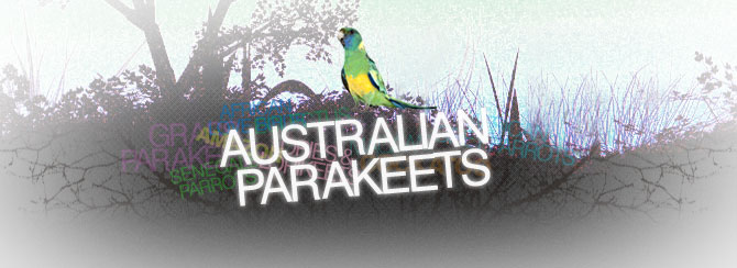 Australian Parakeets