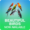 Beautiful Birds